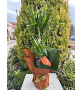 2'li Yucca Ağacı